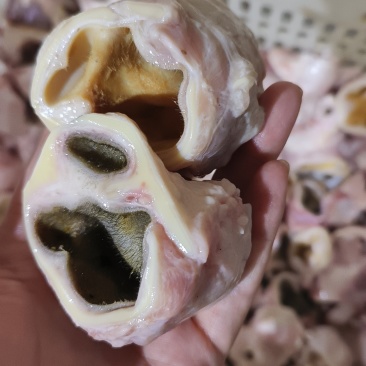生牛耳根