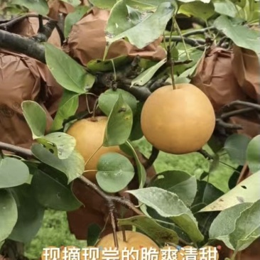 金秋梨