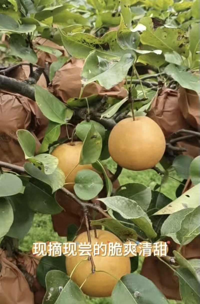 金秋梨