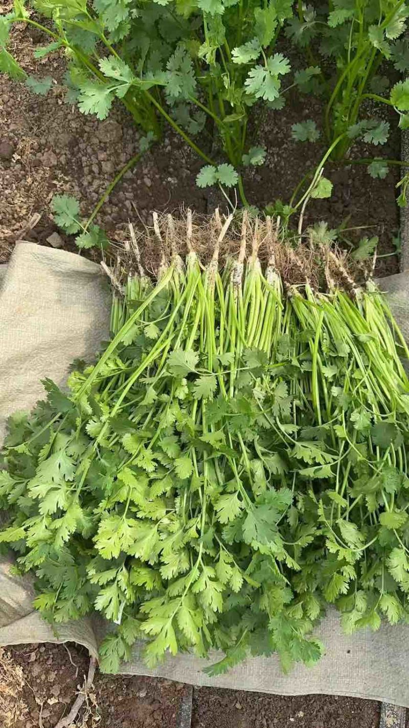 冷库香菜大量有货，高的矮的都有，