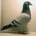鸽子🕊