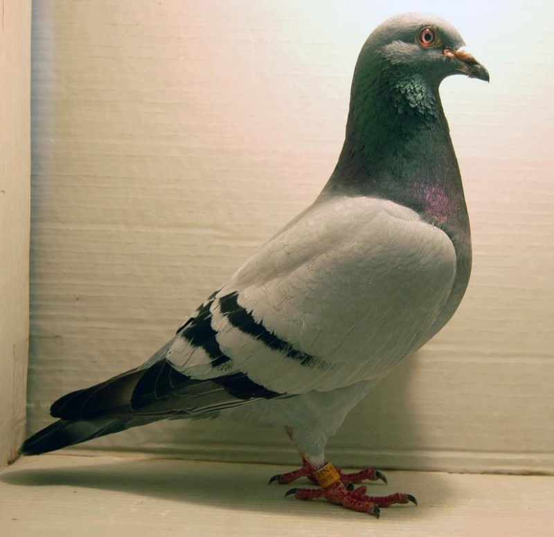 鸽子🕊