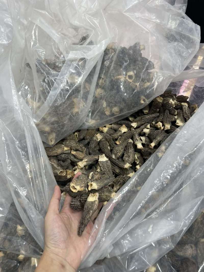 2025头茬厚肉羊肚菌4-7