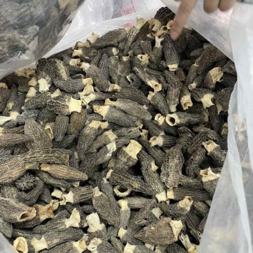 2025头茬厚肉羊肚菌4-7