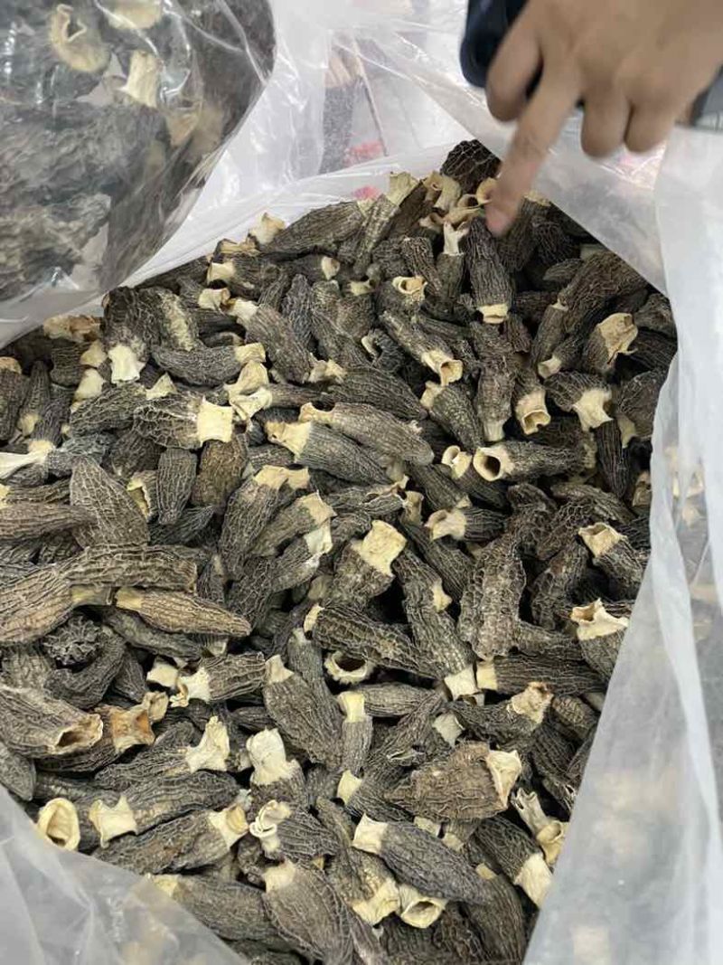2025头茬厚肉羊肚菌4-7