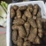 云南小草坝天麻