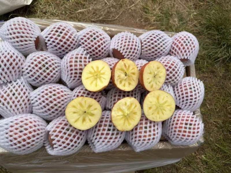 红富士苹果