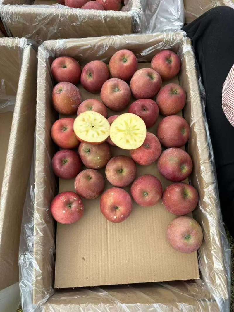 红富士苹果
