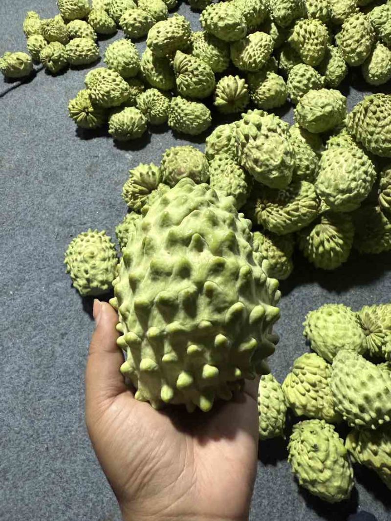 释迦果