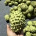 释迦果