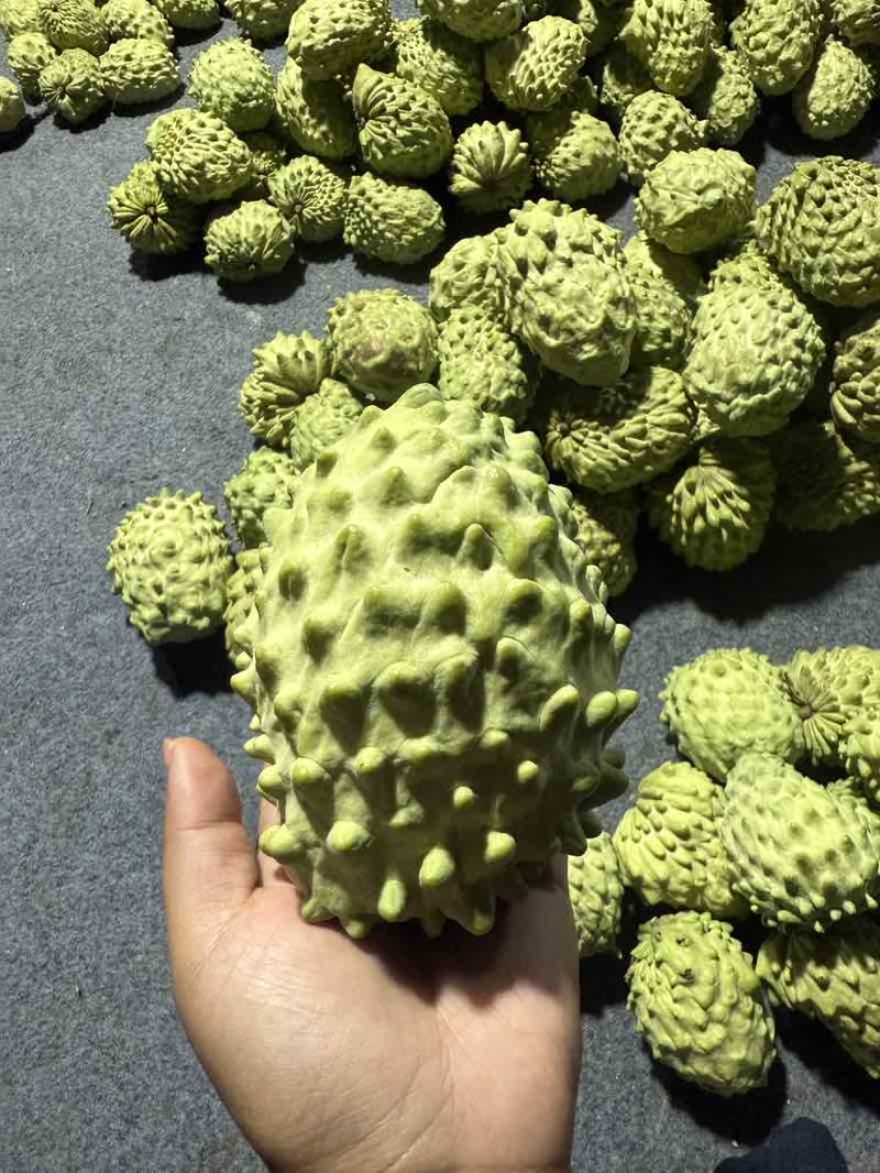 释迦果