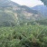 释迦果