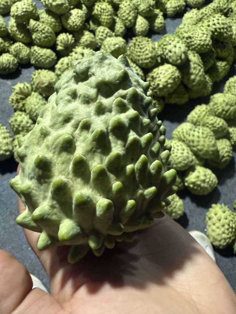 释迦果