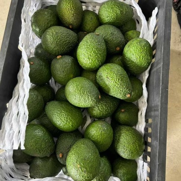 哈斯牛油果，一件代发。