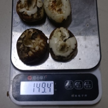广西贺州钟山马蹄