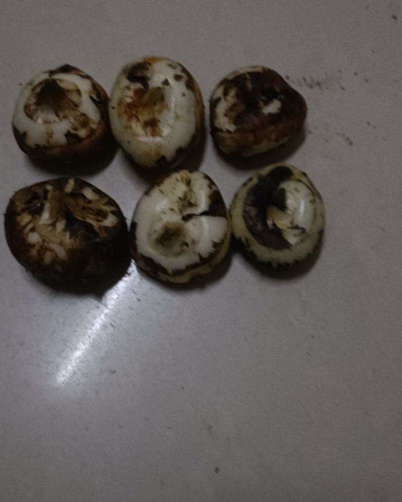 广西贺州钟山马蹄