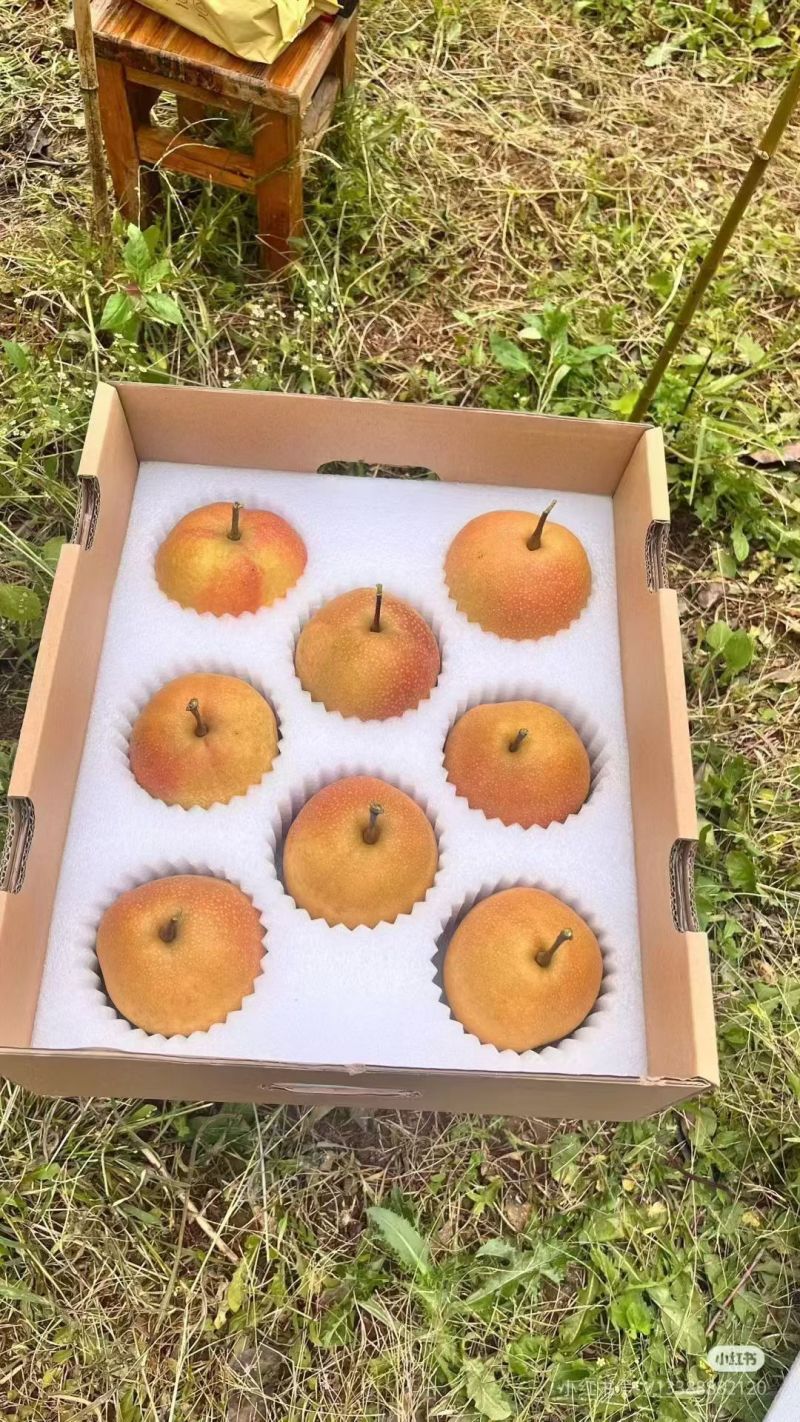 云南省丽江市宁蒗县2700米海拔的万格木梨