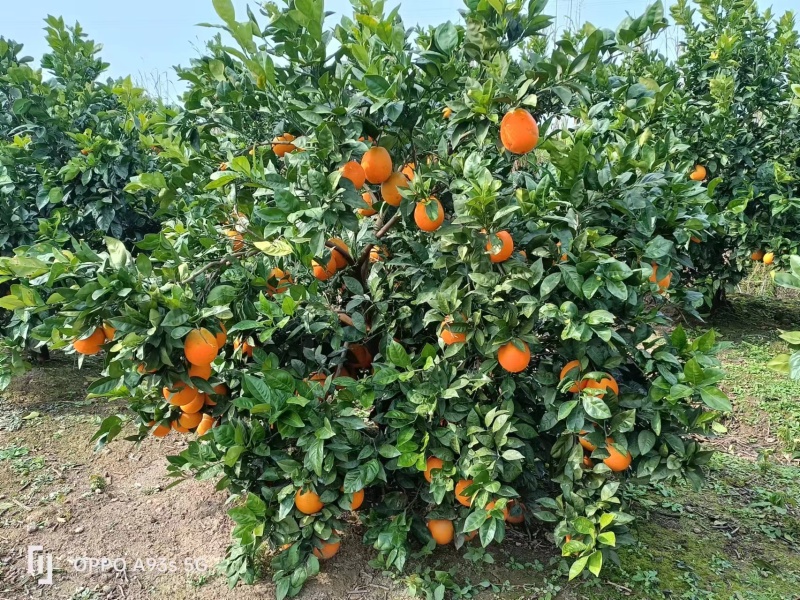 纽荷尔脐橙