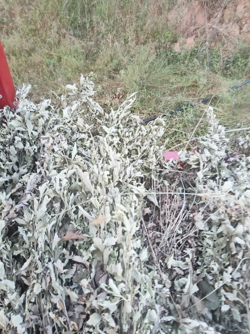 干艾草全株