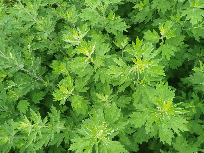 干艾草全株