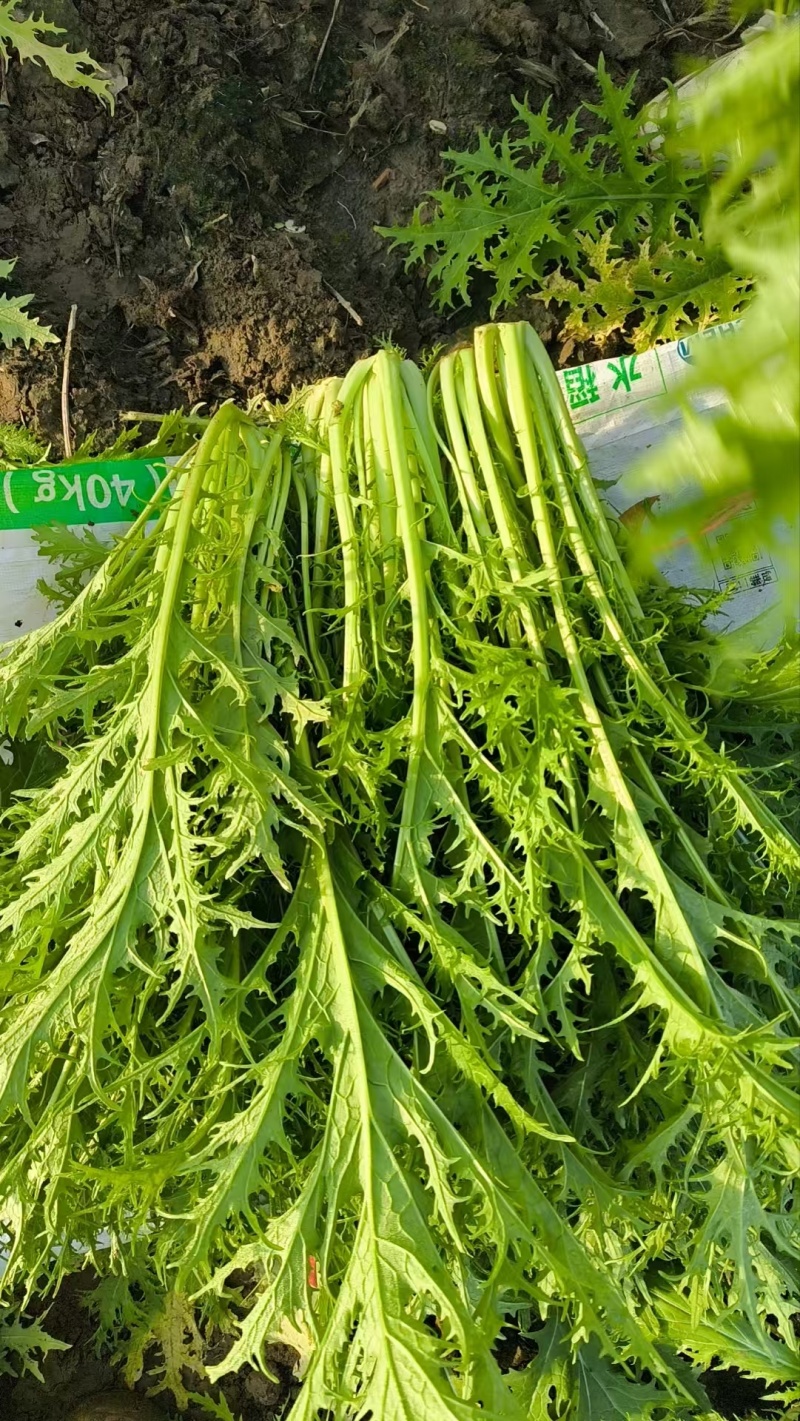湖北天门大量雪里红，新鲜上市，长期有货，产地直发。品质优