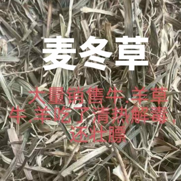麦冬牛羊草