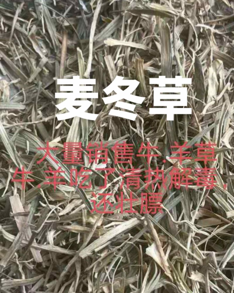 麦冬牛羊草