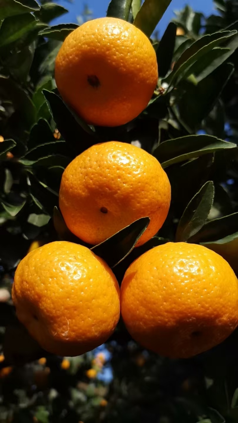 细皮光泽好，无铁沙