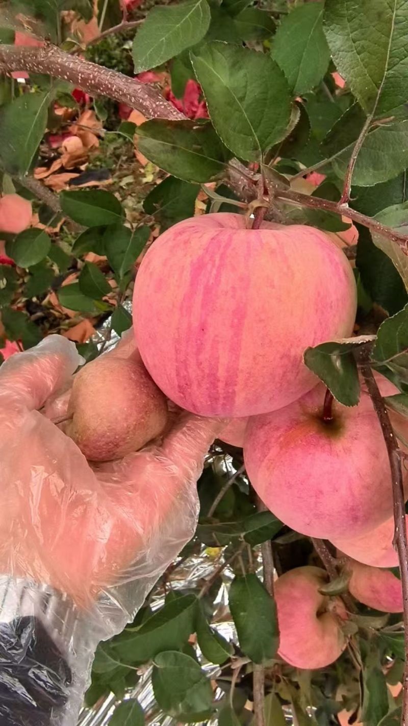 韩富苹果