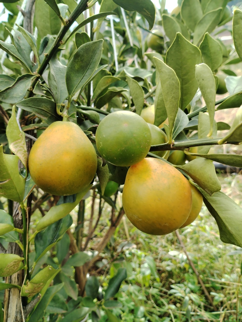 第三代脆蜜金柑/脆蜜金桔