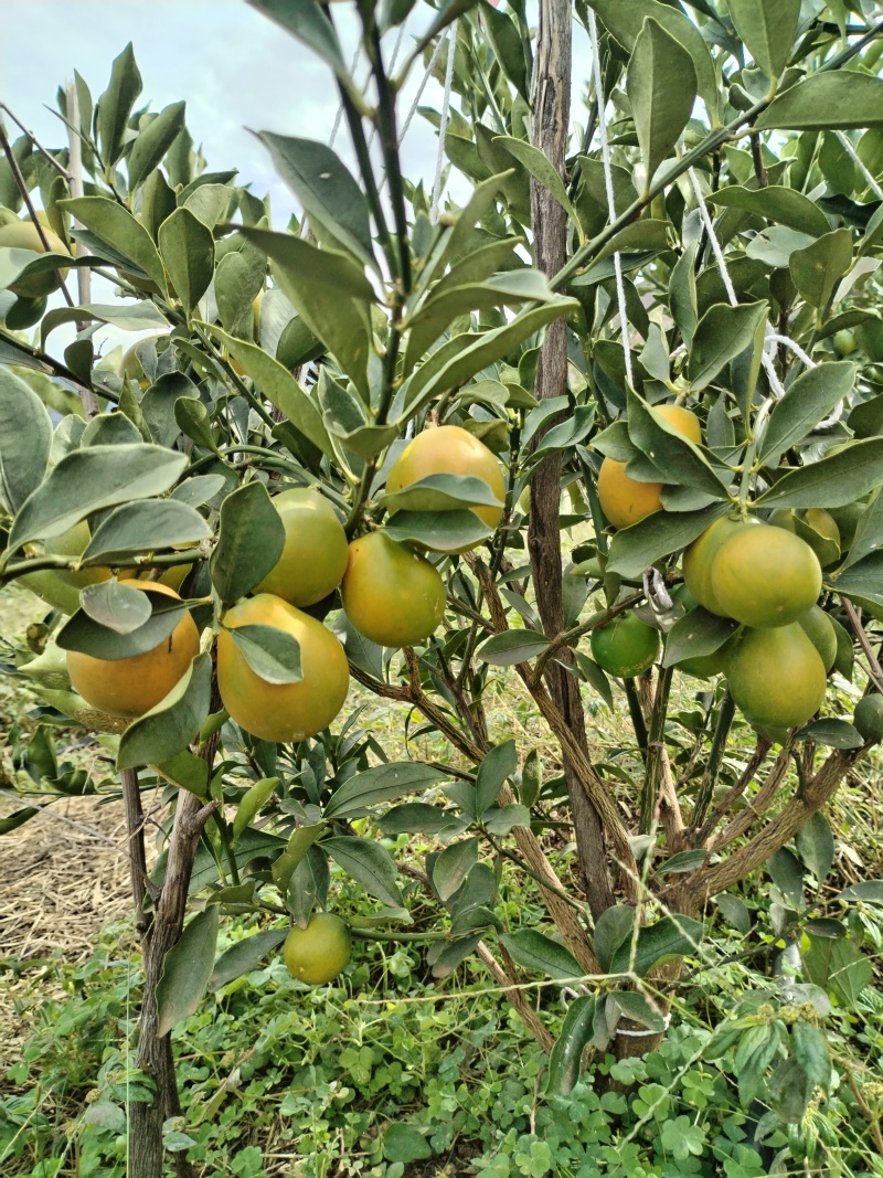 第三代脆蜜金柑/脆蜜金桔