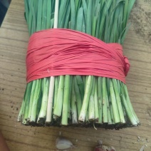 精品韭菜大量3386有货，产地3888直发，价格美丽！