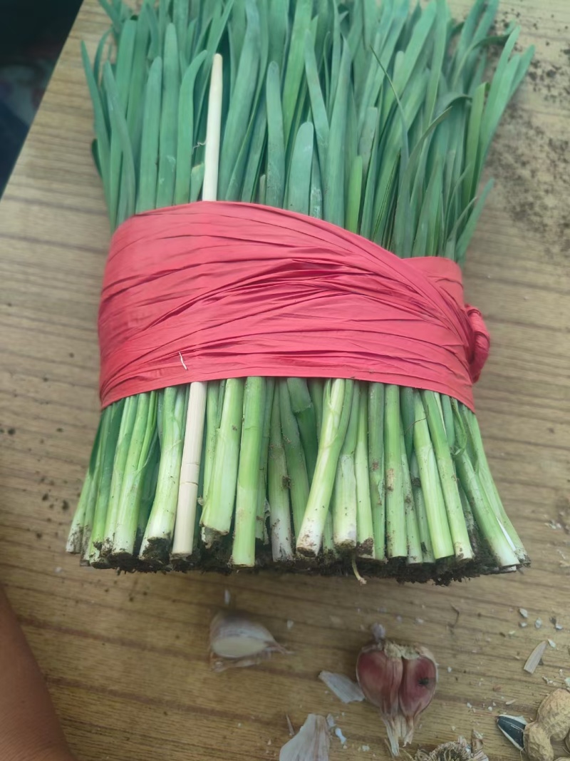 精品韭菜大量3386有货，产地3888直发，价格美丽！