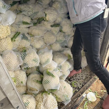 云南精品松花