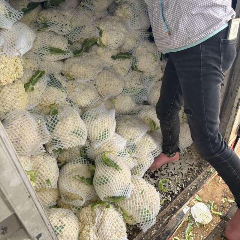 云南精品松花