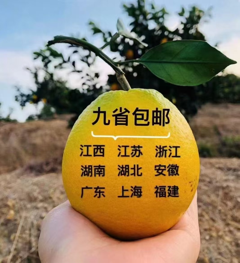 正宗赣南脐橙果园直供