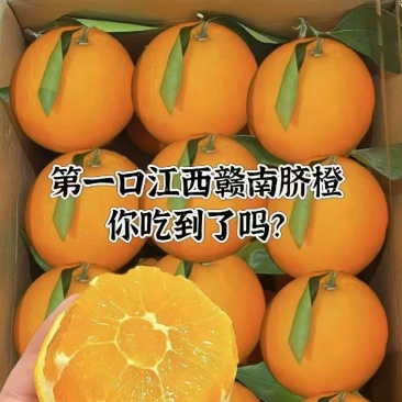 正宗赣南脐橙果园直供