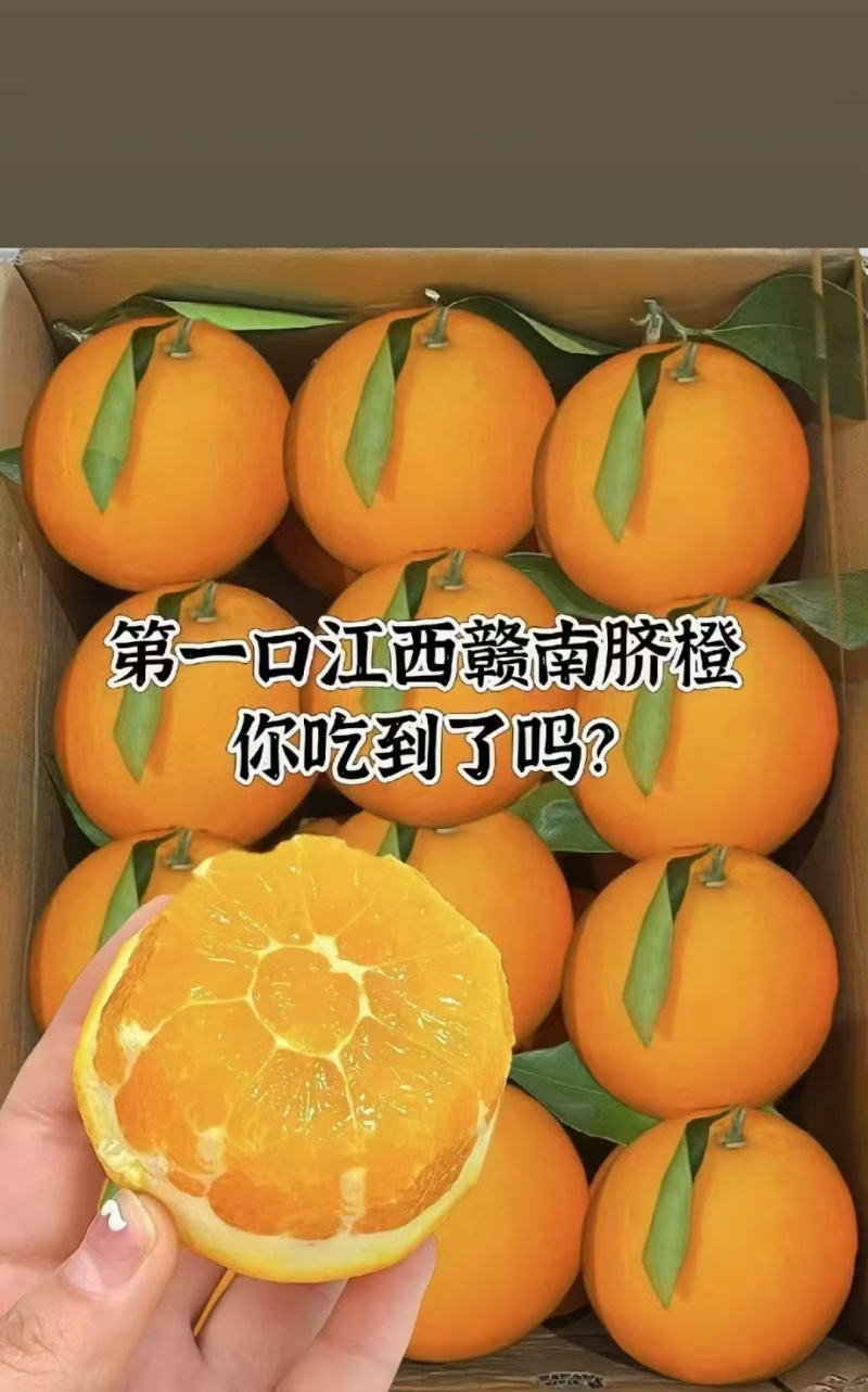 正宗赣南脐橙果园直供