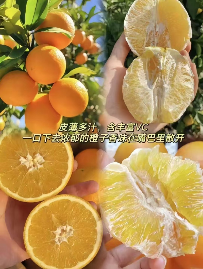 正宗赣南脐橙果园直供