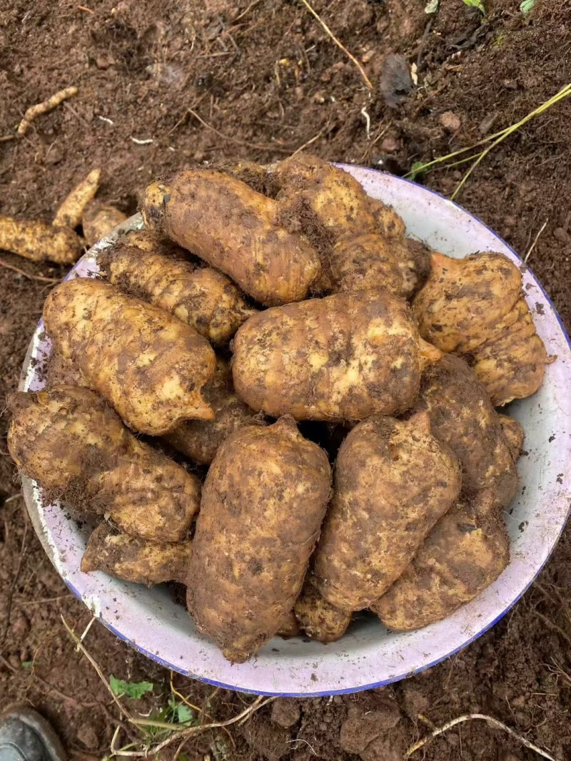 云南小草坝乌天麻