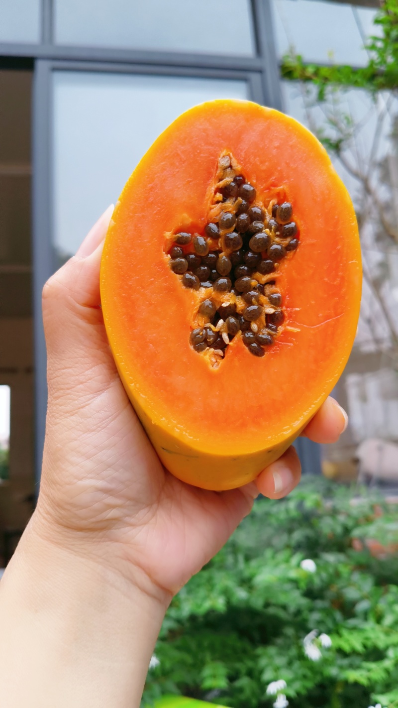 冰糖红心木瓜