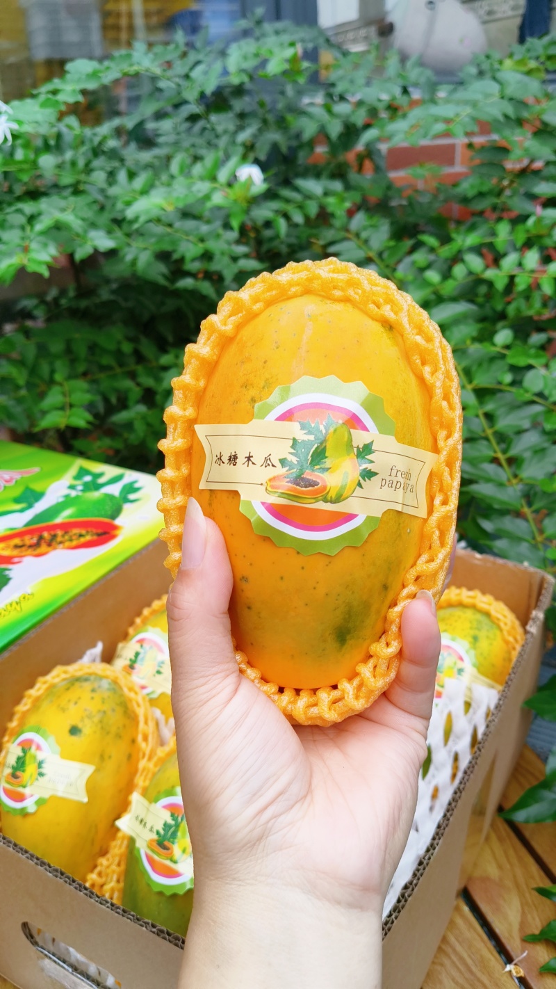 冰糖红心木瓜