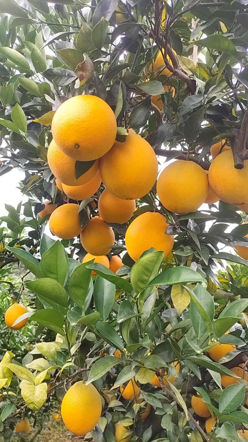 赣南脐橙