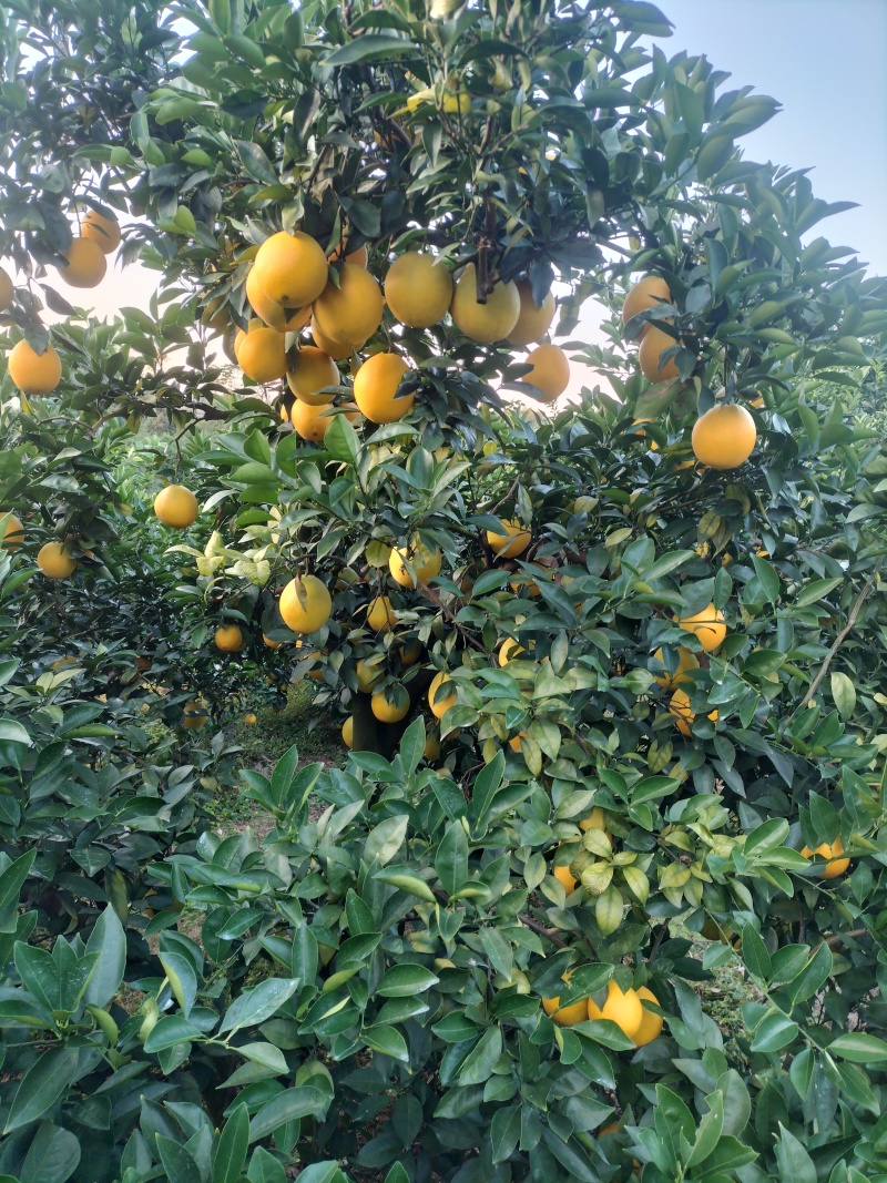 赣南脐橙