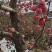 山东栖霞红富士苹果