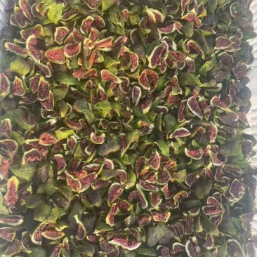 青皮无花果干电商货
