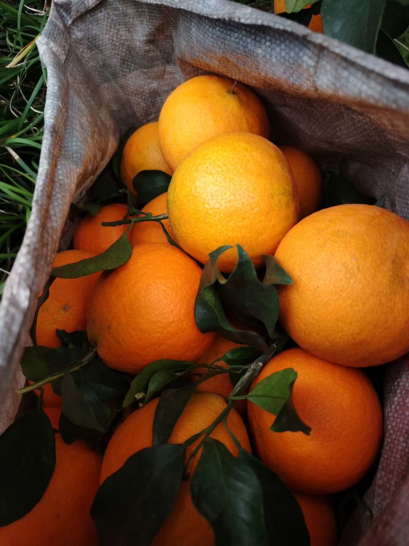 🍊自家爱媛刚下树，薄皮一剥就爆汁，果冻果肉甜无渣，现摘现