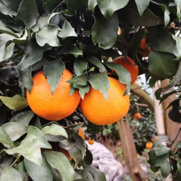 🍊自家爱媛刚下树，薄皮一剥就爆汁，果冻果肉甜无渣，现摘现
