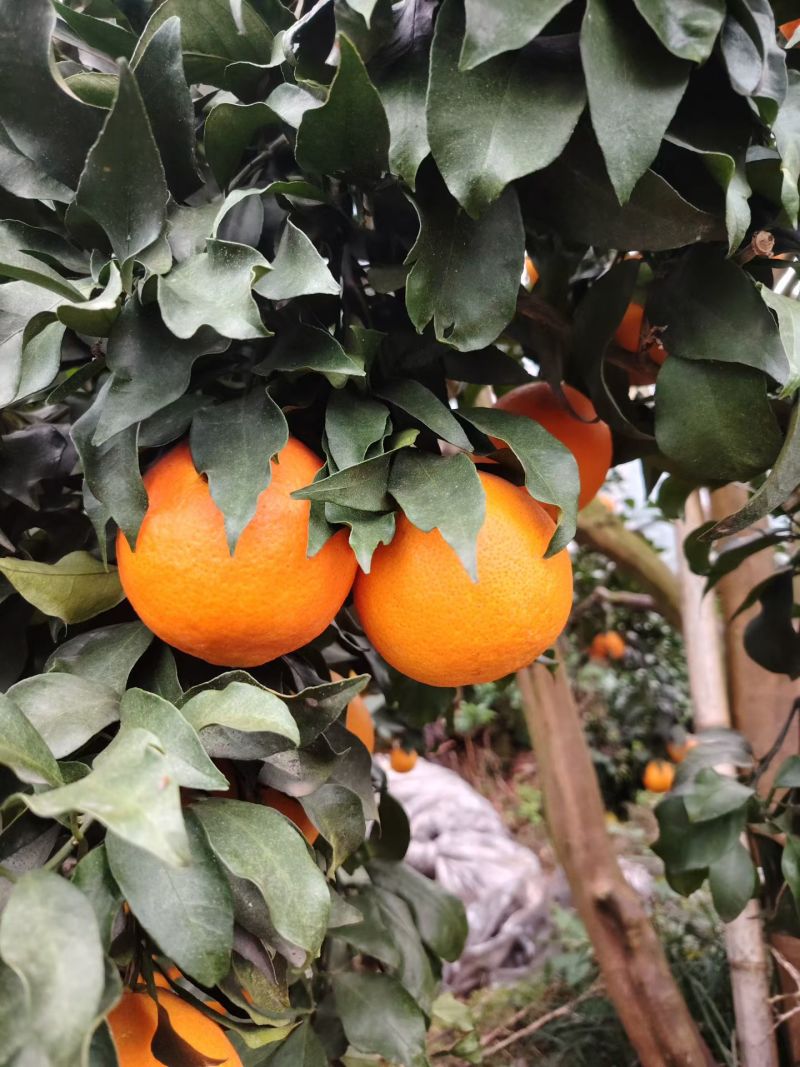 🍊自家爱媛刚下树，薄皮一剥就爆汁，果冻果肉甜无渣，现摘现