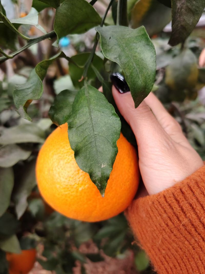 🍊自家爱媛刚下树，薄皮一剥就爆汁，果冻果肉甜无渣，现摘现
